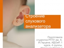 Строение слухового анализатора