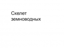 Скелет земноводных