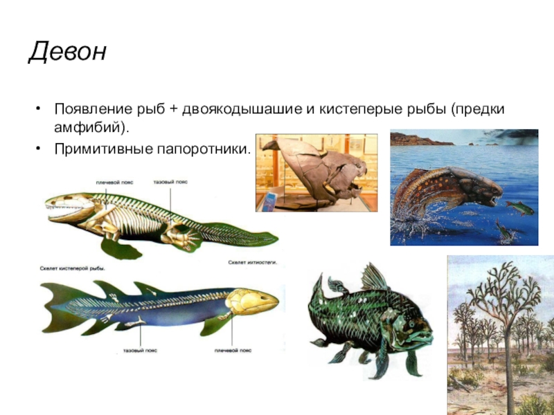Появление кистеперых рыб. Кистеперые рыбы девона. Кистеперые рыбы девонского периода. Кистепёрые рыбы Эволюция кратко. Предок кистеперая рыба.