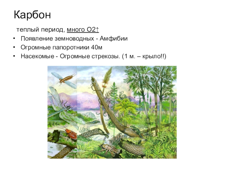 В какую эру появились земноводные. Эра и период появления первых лесов из гигантских папоротников. Стрекоза рисунок каменноугольный период простой.