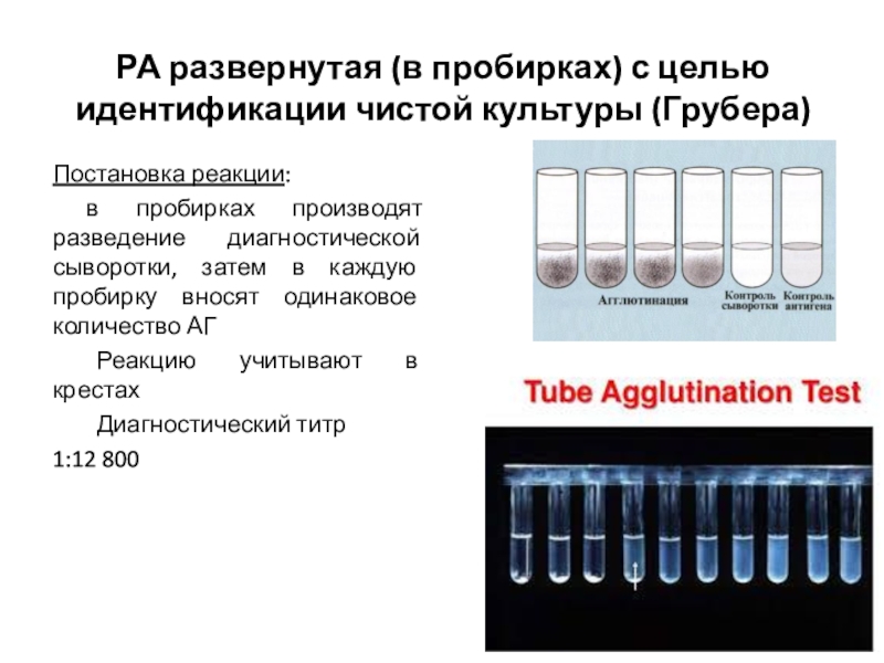 Реакция агглютинации микробиология презентация