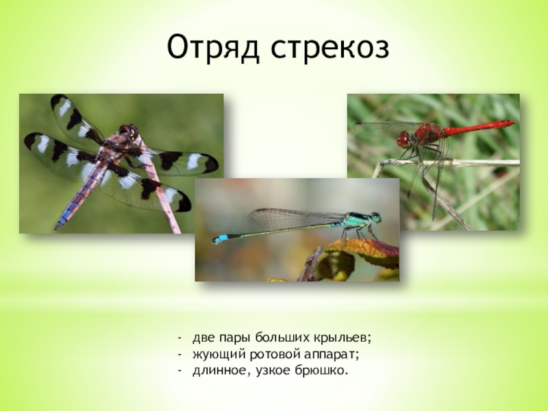 Какой тип питания характерен для стрекозы. Стрекозы отряд насекомых. Отряд Стрекозы строение. Ротовой аппарат Стрекозы. Представители отряда насекомых Стрекозы.