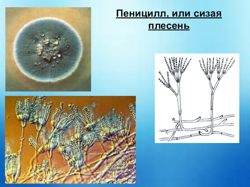 Пеницилл строение рисунок