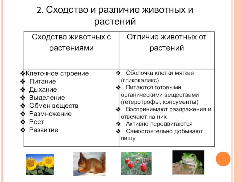 Основные отличия растений. Сходство и отличия животных. Сходство и различия животных и растений биология 7 класс. Различие животных и отличие сходство. Сходства и различия тканей животных и растений.