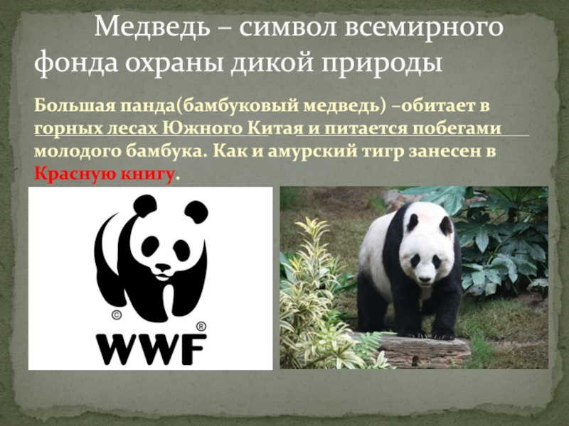 Какой зверь является символом. Всемирный фонд дикой природы WWF символ. Эмблема фонда охраны дикой природы. Большая Панда символ Всемирного фонда дикой природы. Панда красная книга.