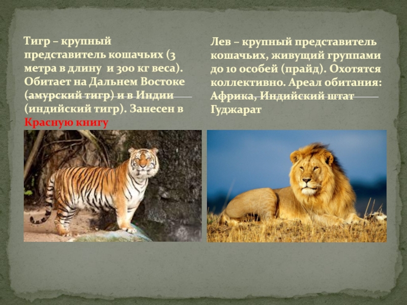 Тигр животное занесенное в красную книгу. Представители кошачьих. Семейство кошачьих представители. Лев из красной книги. Образ жизни хищных.