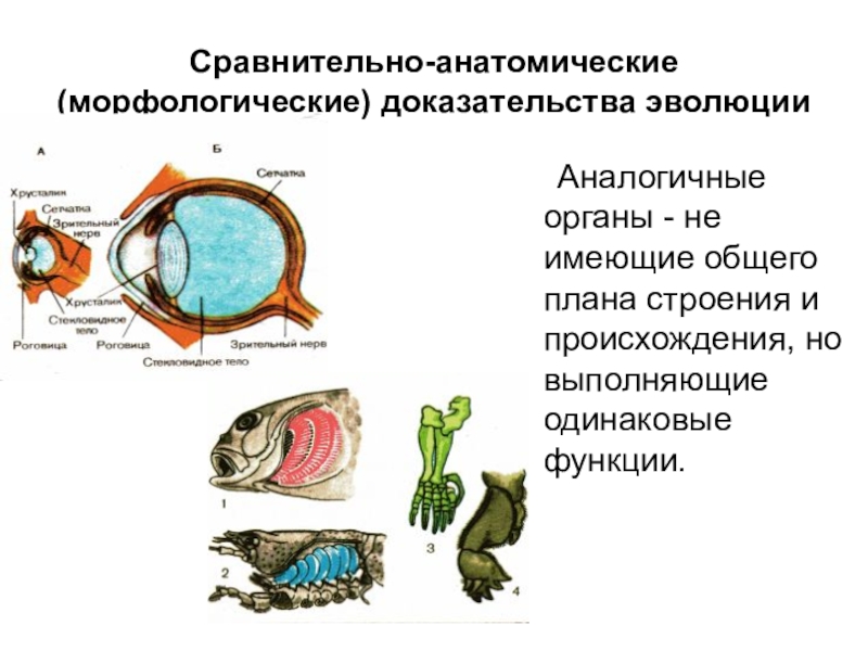 Органы имеющие единое происхождение общий план строения но выполняющие разные функции это