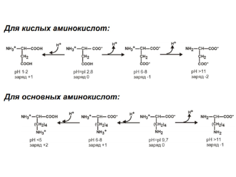Синтез полипептида происходит. Аминокислоты. Аминокислоты и пептиды. Название пептидов по аминокислотам. Получение полипептида из аминокислот.