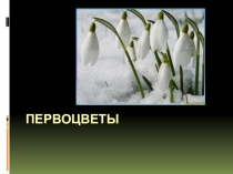 Первоцветы
