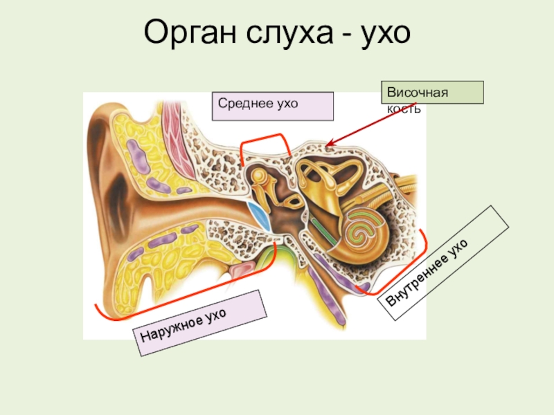 Презентация по органу слуха