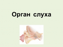 Орган слуха