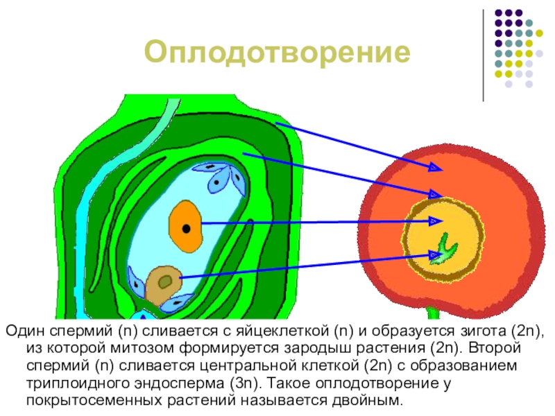 1 спермий сливается с. Образование центральной клетки. Центральная клетка м спермий. Спермий сливается с яйцеклеткой растения. Спермии образуются.