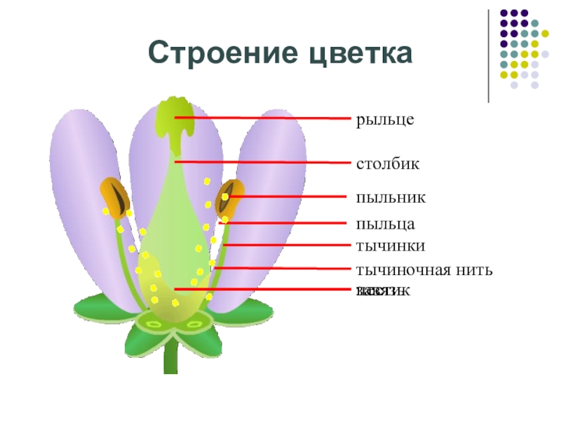 Генеративное размножение растений презентация