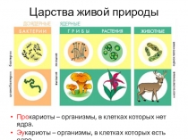 Царства живой природы