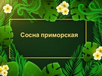 Сосна приморская