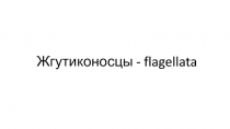Жгутиконосцы - flagellata