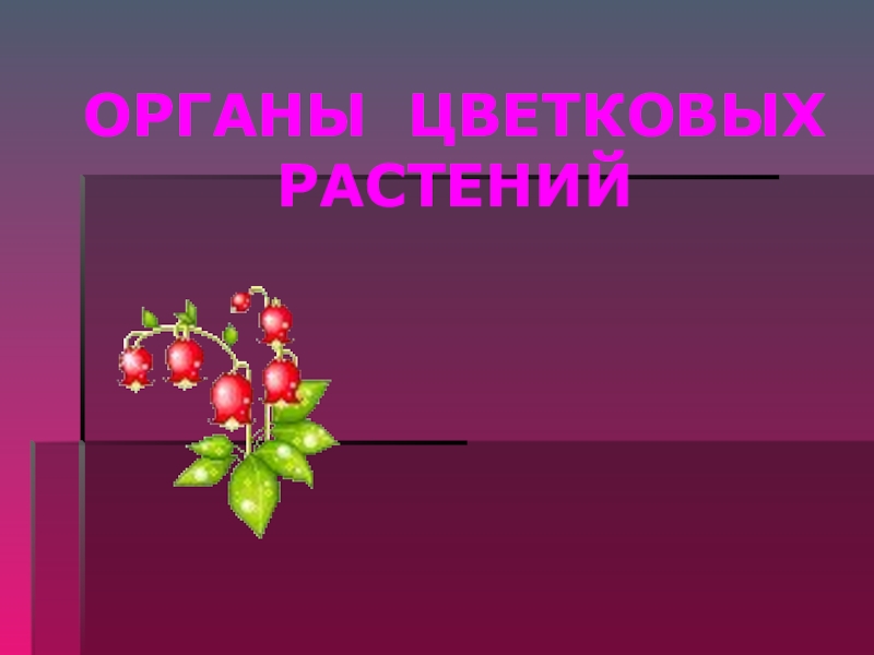 ОРГАНЫ ЦВЕТКОВЫХ РАСТЕНИЙ