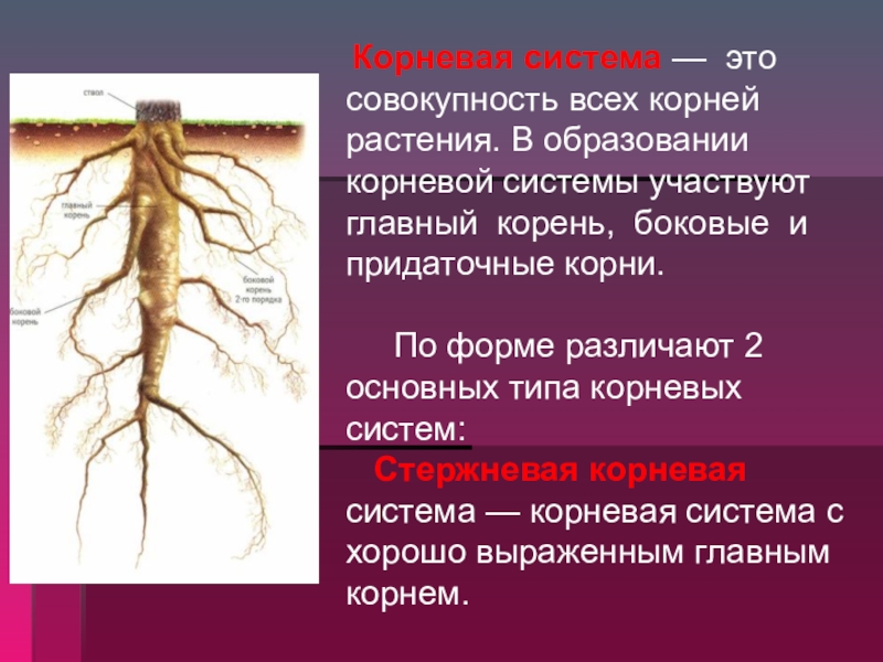 Какие корни образуются на стеблях и листьях. Боковые корни. Корневая система. Боковые и придаточные корни. Главный корень.