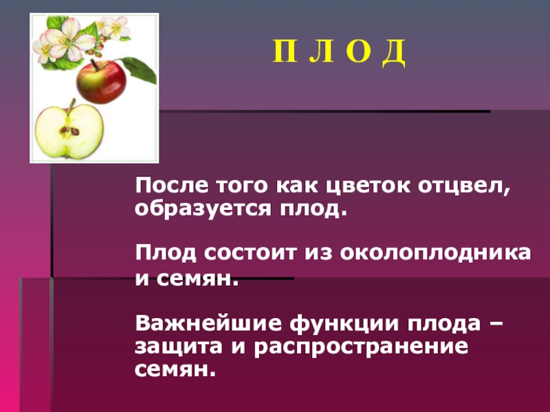 Околоплодник плода образуется из. Функции плода у растений. Функции плода с семенами. Важнейшие функции плода. Функции плодов.