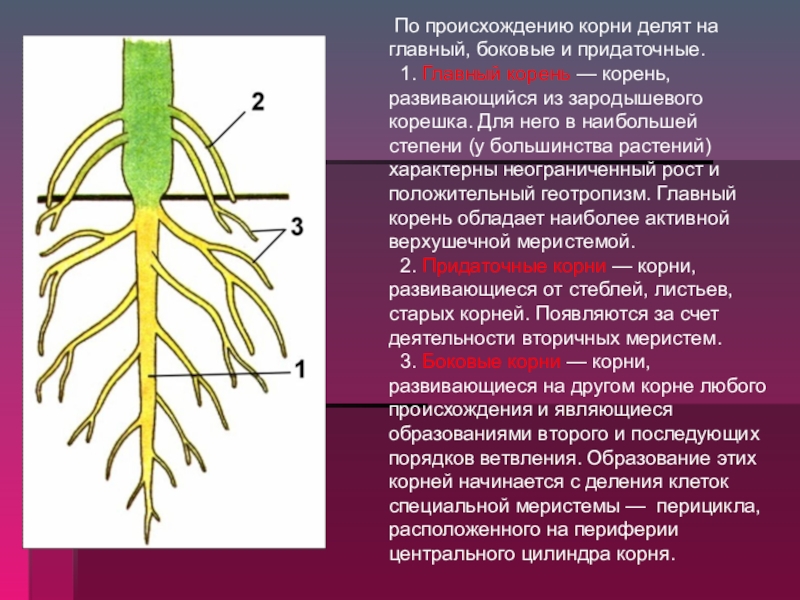 Наличие главного корня. Главный корень из зародышевого корешка. Придаточные боковые и главный корень. Боковые корни у растений. Придаточные корни и боковые корни.