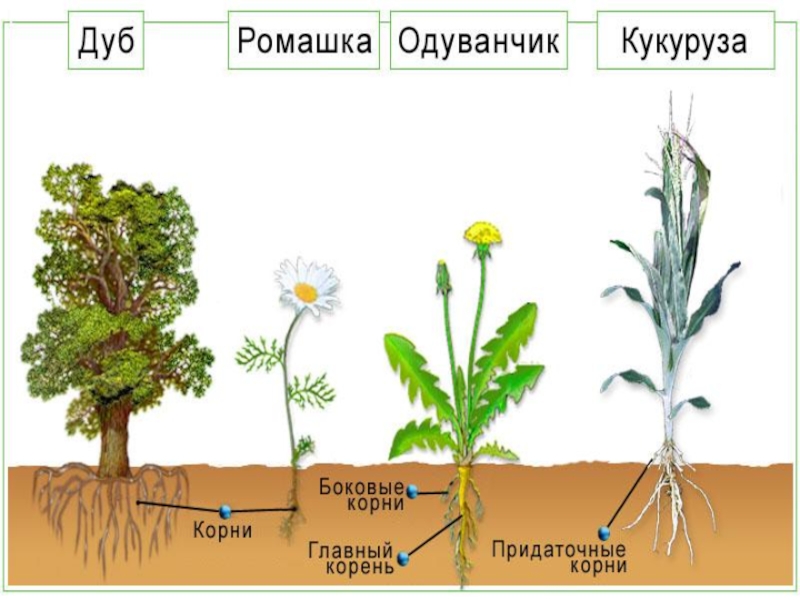 Род цветковых. Органы цветкового растения Ромашка. Вегетативные и репродуктивные органы цветкового растения. Ромашка цветковое растение рисунок.