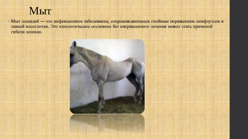 МытМыт лошадей — это инфекционное заболевание, сопровождающееся гнойным поражением лимфоузлов и тканей носоглотки. Это патологическое состояние без