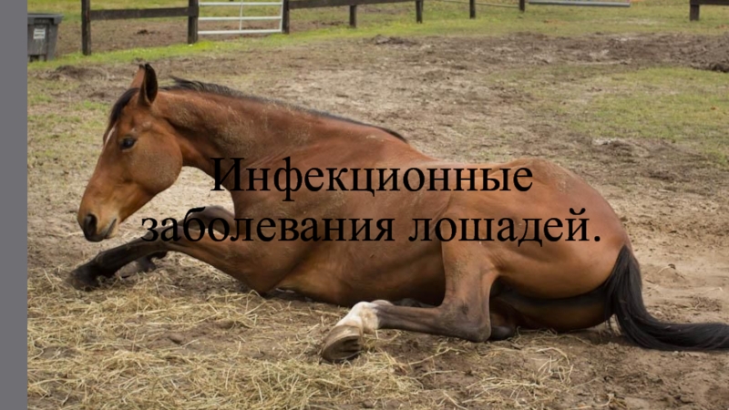 Инфекционные заболевания лошадей