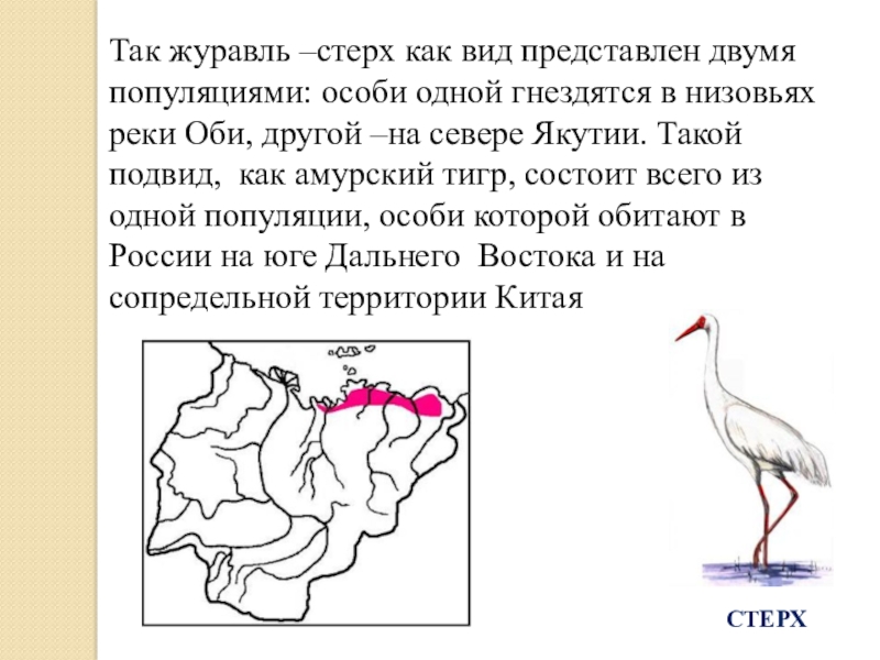 Карта миграции журавлей