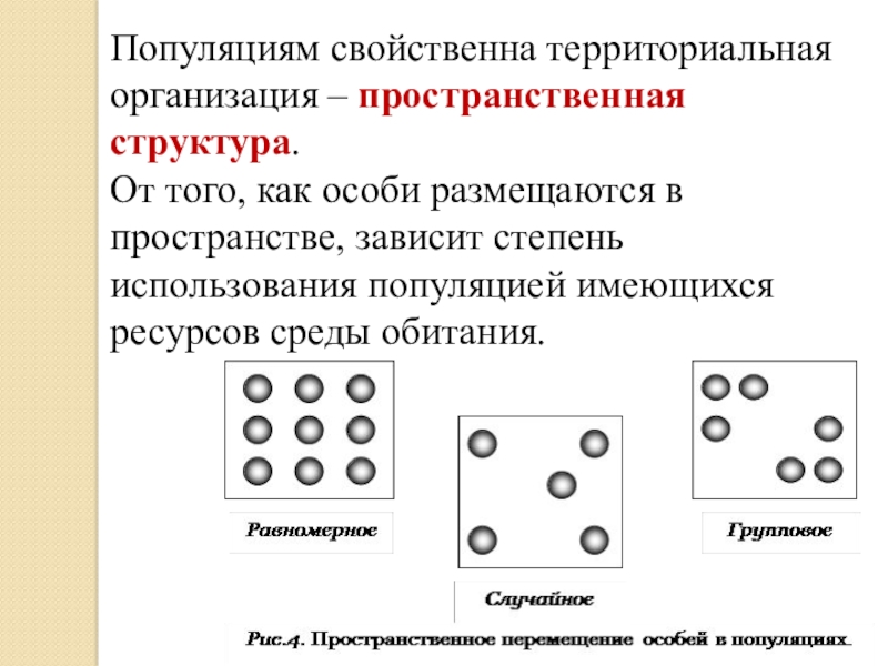 Виды популяций. Структура популяции схема. Пространственная структура популяций животных. Эндогенная структура популяции. Структура популяции биология 9.