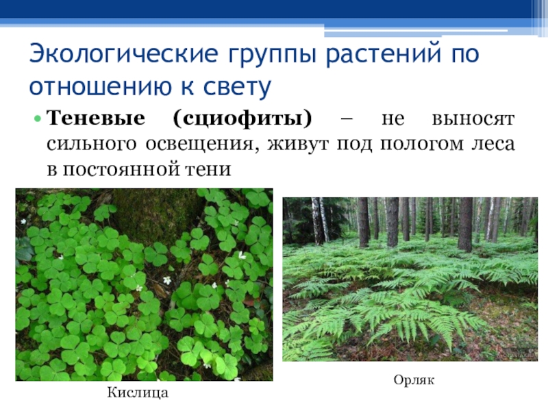 Какие есть экологические группы. Факультативные гелиофиты теневыносливые растения. Тенелюбивые (сциофиты). Экологические группы растений. Экологические группы растений по отношению к свету.