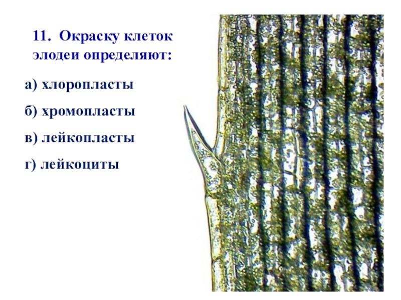 Особенности внутреннего строения элодеи. Микропрепарат листа элодеи. Клетка элодеи. Хлоропласты в клетках листа элодеи. Строение листа элодеи канадской.