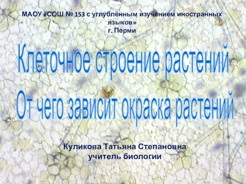 МАОУ СОШ № 153 с углублённым изучением иностранных языков
г. Перми
Куликова