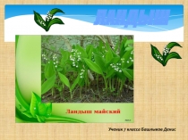 ЛАНДЫШ
Ученик 7 класса Башлыков Денис