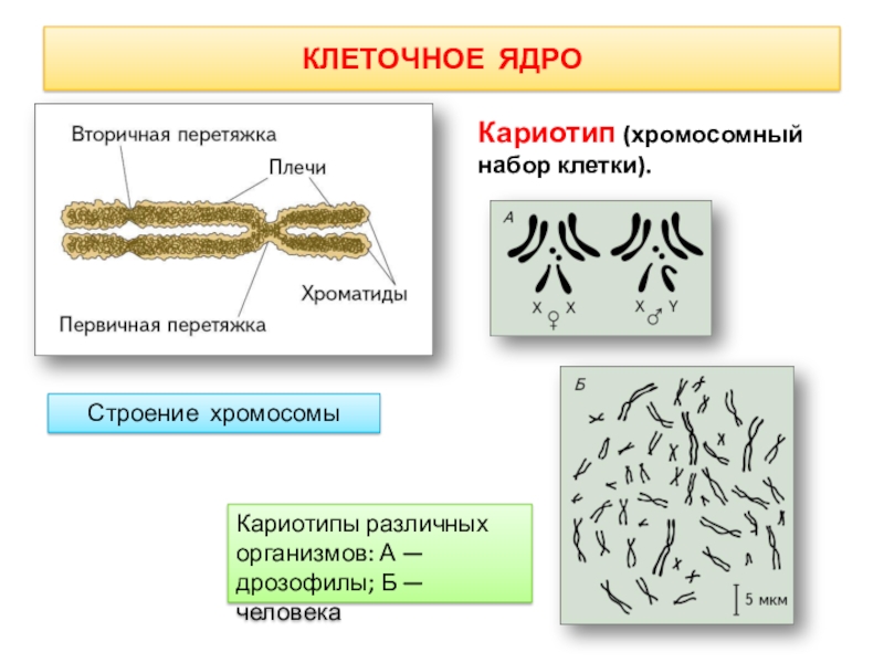 Хромосомный набор клеток листа. Хромосомный набор клетки кариотип. Кариотип дрозофилы. Строение кариотипа. Строение хромосомы.