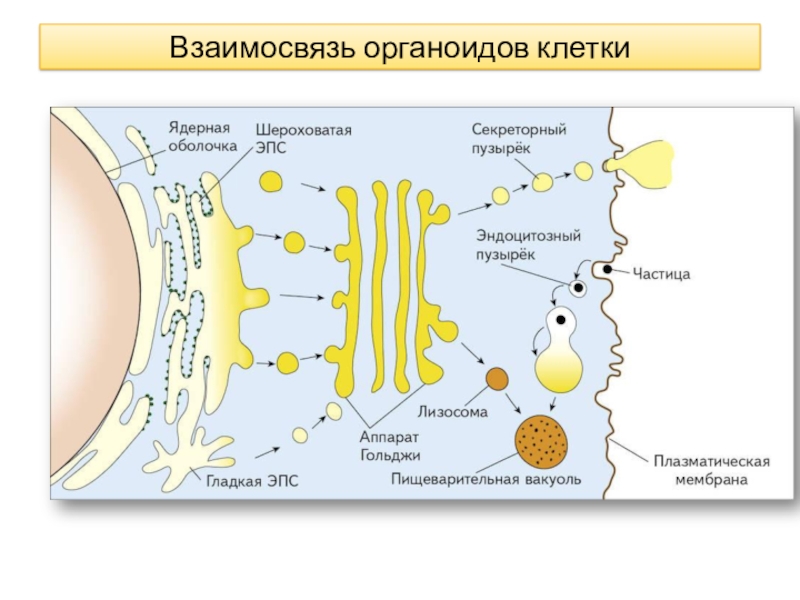 Строение клетки презентация 10 класс профильный уровень