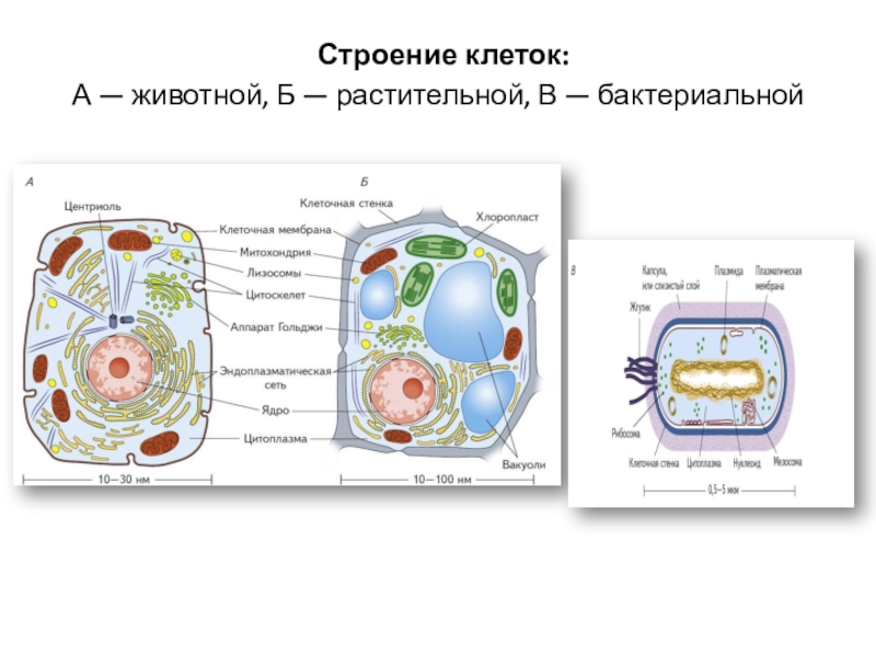 Функции клетки 6 класс. Строение и функции растительной и животной клетки. Структура животной растительной и бактериальной клетки. Структура клетки растения и функции. Строение функциональной клетки.