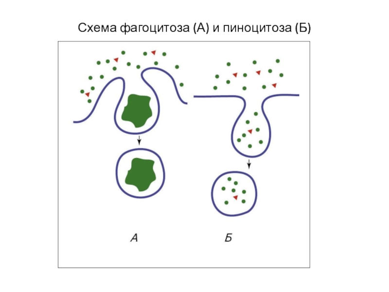 Фагоцитоз эукариоты