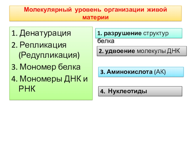 Молекулярный уровень организации живых систем. Молекулярный уровень живой материи. Функции живой материи. Редупликация ДНК. Редупликация 3'.