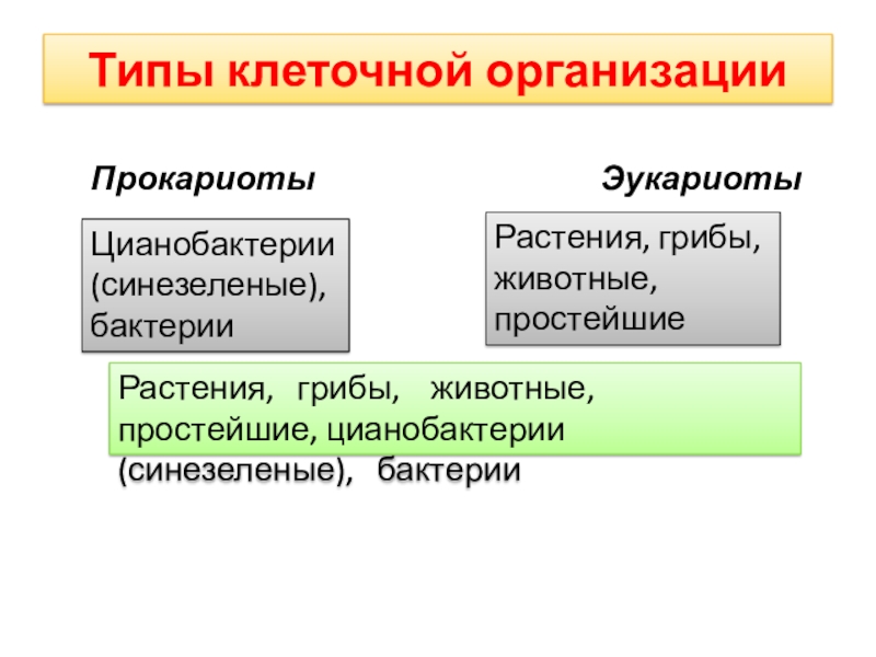 Типы клеточной организации. Типы клеточной организации (прокариоты и эукариоты). Типы клеточной организации доядерная. Типы клеточной организации биологических систем.