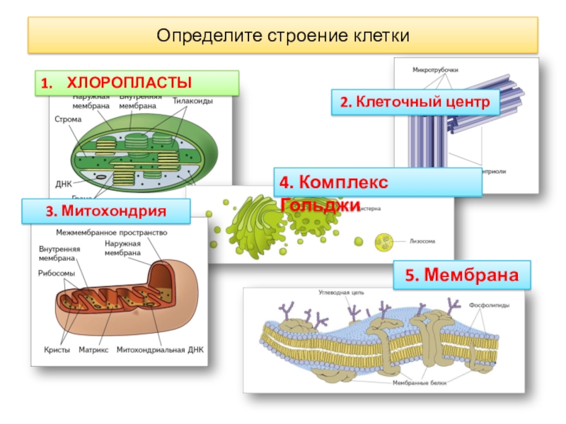 Хлоропласты строение митохондрии. Строение митохондрии и хлоропласта. Сравнение митохондрий и хлоропластов. Митохондрии и хлоропласты. Комплекс Гольджи и клеточный центр.