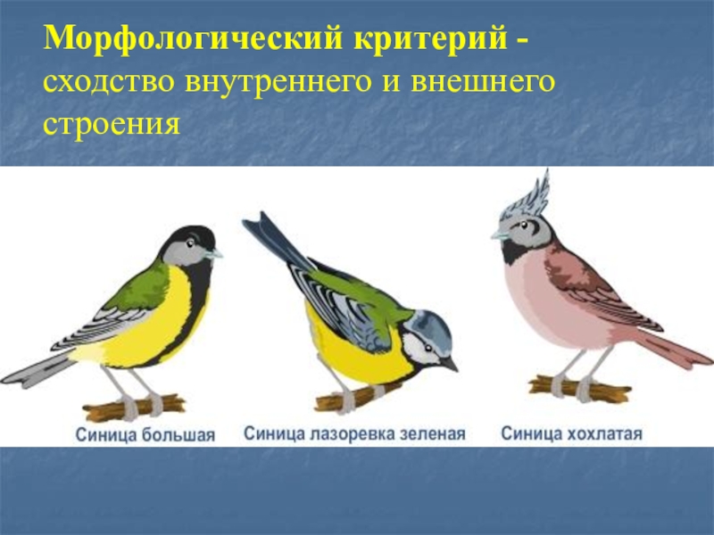 Морфологический вид. Морфологический критерий. Морфологический критерий вида. Морфологический вид примеры. Морфологический критерий вида примеры.