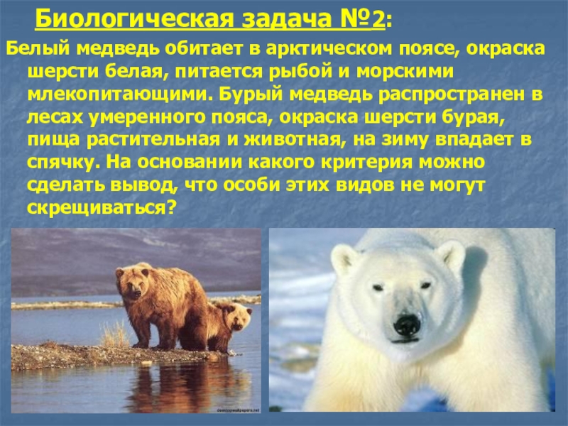 Природа умеренных и полярных поясов. Белый медведь обитает в арктическом поясе окраска шерсти белая. Белый медведь обитает в арктическом поясе.