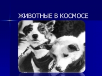 ЖИВОТНЫЕ В КОСМОСЕ