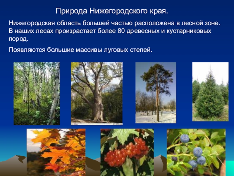 Природа Нижегородского края.Нижегородская область большей частью расположена