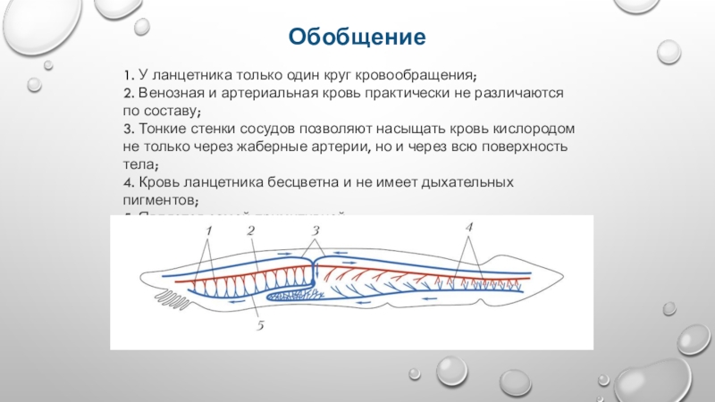 Околожаберная полость ланцетника