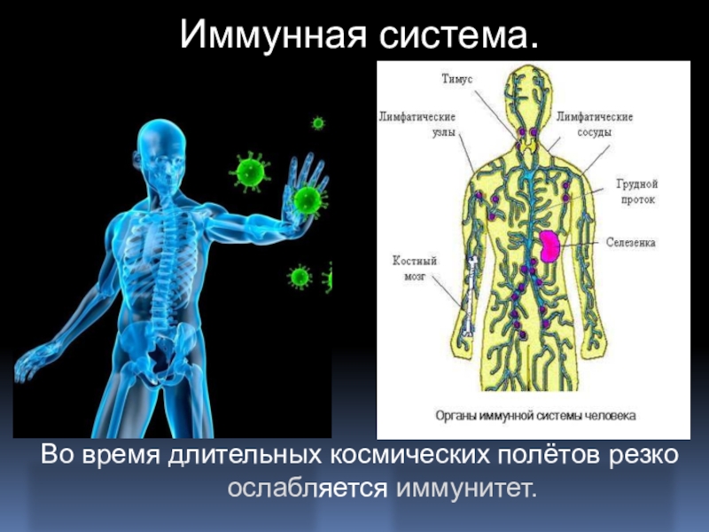 Влияние невесомости на жизнедеятельность организмов проект