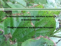Болезни питомников, лесных культур и молодняков
Инфекционное полегание всходов