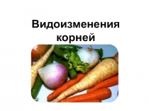 Видоизменения корней