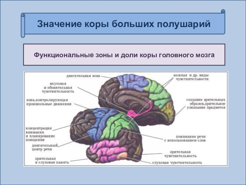 Организация коры головного мозга. Большие полушария головного мозга доли и зоны. Функциональные зоны и доли коры головного мозга. Функциональные зоны больших полушарий головного мозга. Отделы головного мозга зоны коры больших полушарий головного мозга.
