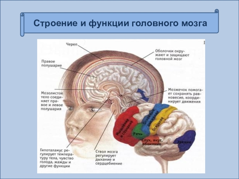 Функции мозга. Головной мозг человека строение и функции анатомия. Строение головного мозга и функции головного мозга. 25. Головной мозг (строение и функции).. Строение и функции головного.